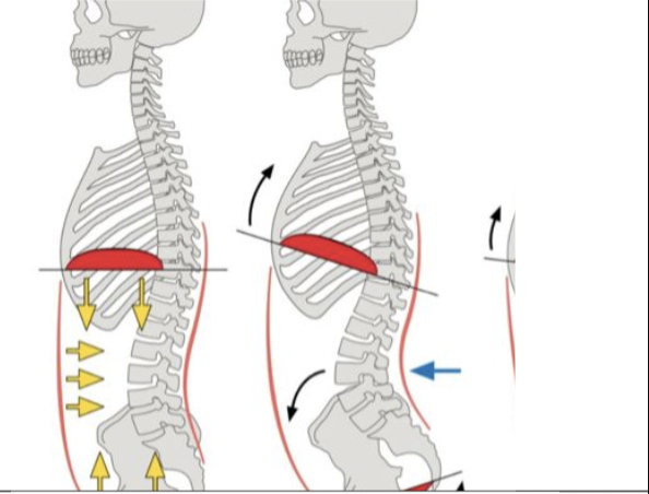 abdobracing pic adelaide osteopath resilient health chiropractor massage osteopathy