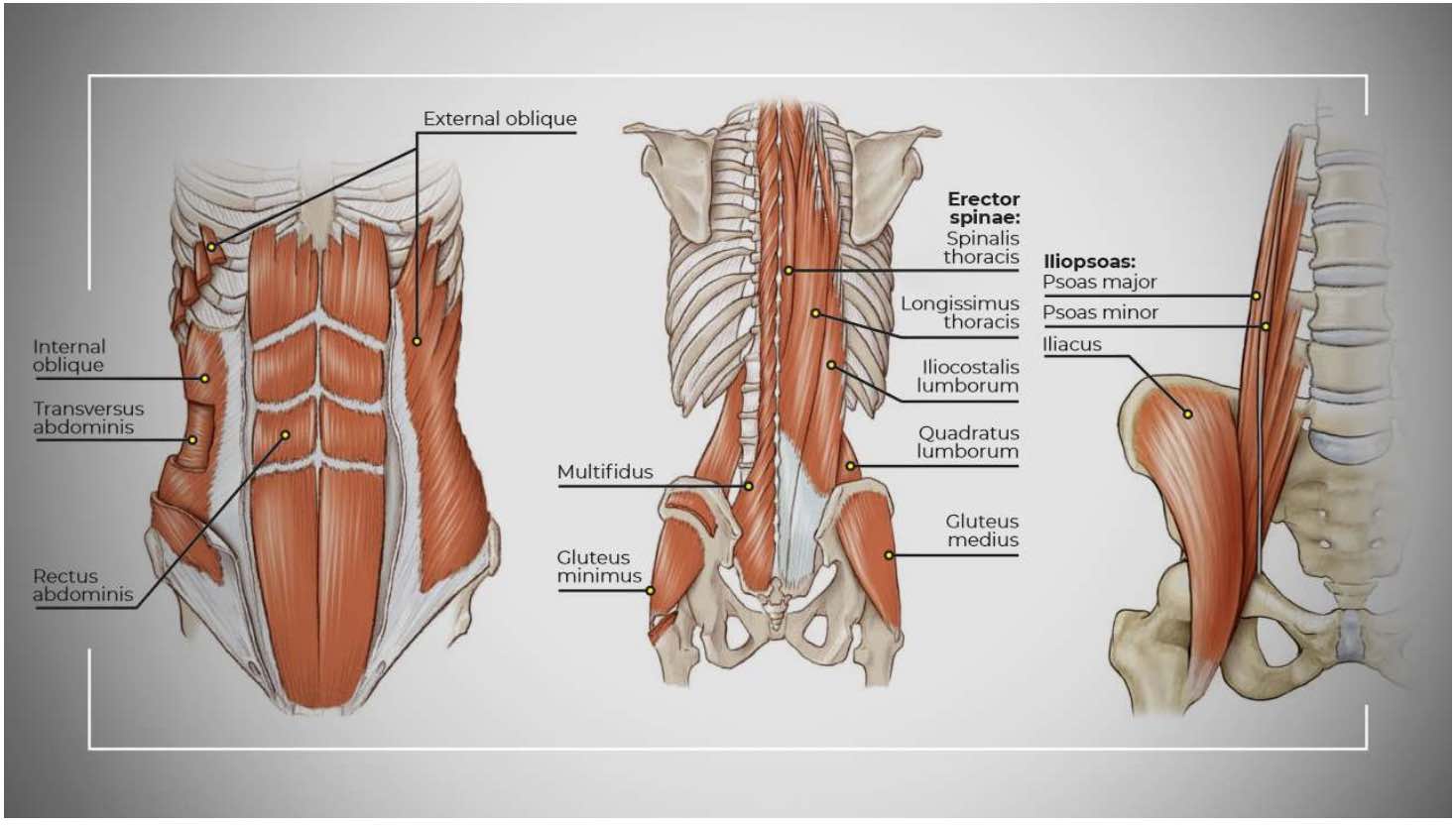 core_small_pic-adelaide-osteopath-resilient-health-chiropractor-massage-osteopathy.jpg