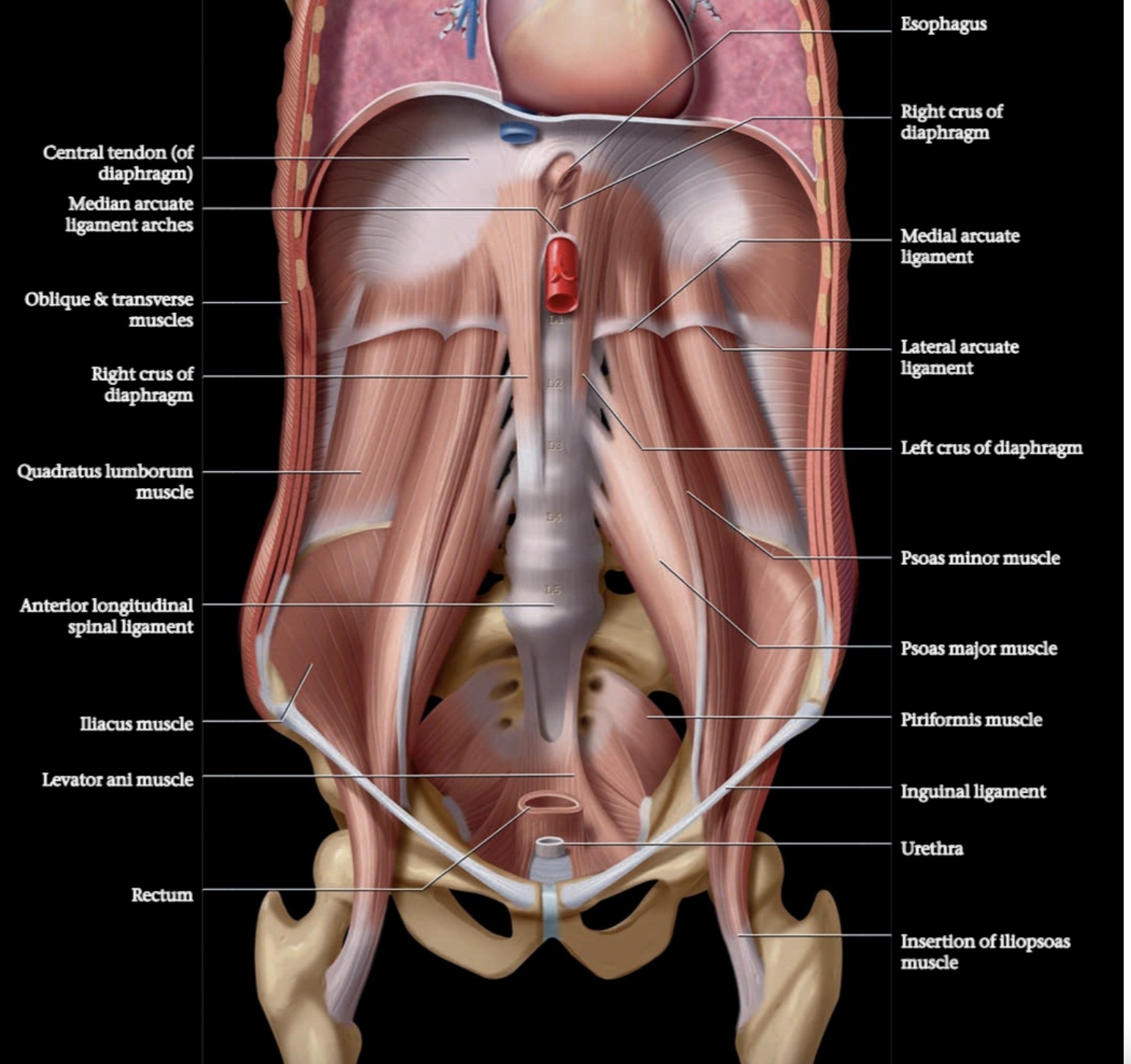 diaphragm and muscle attachments