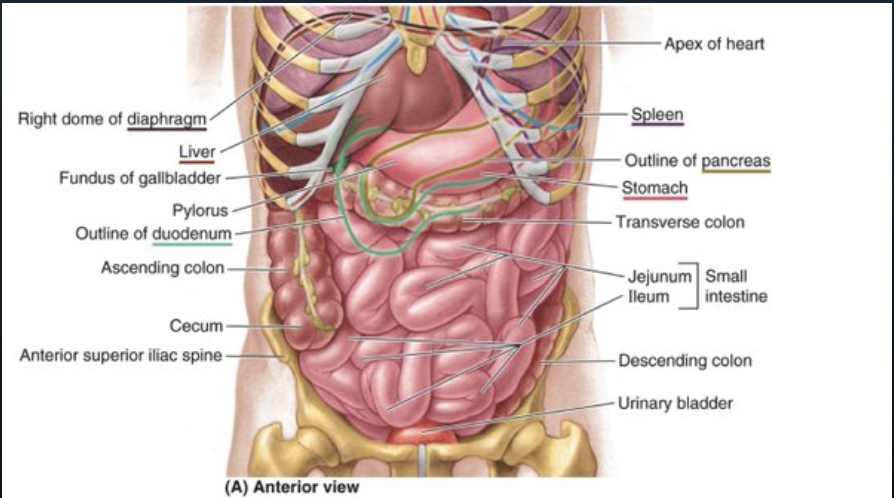 diaphragm and circulation resilient health