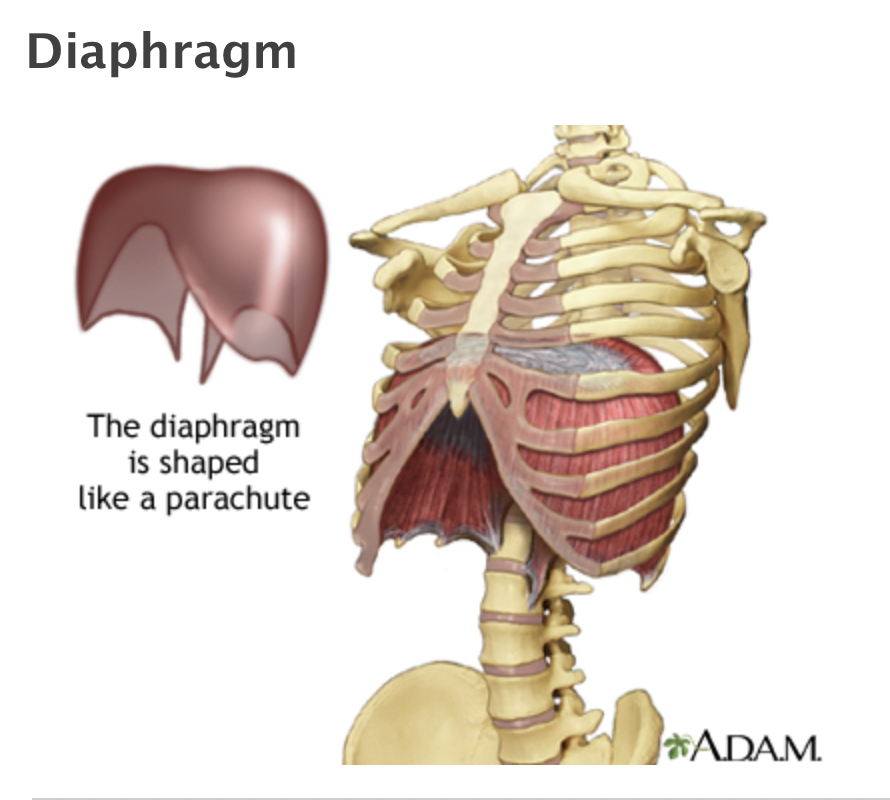posture Diaprhagm resilient health