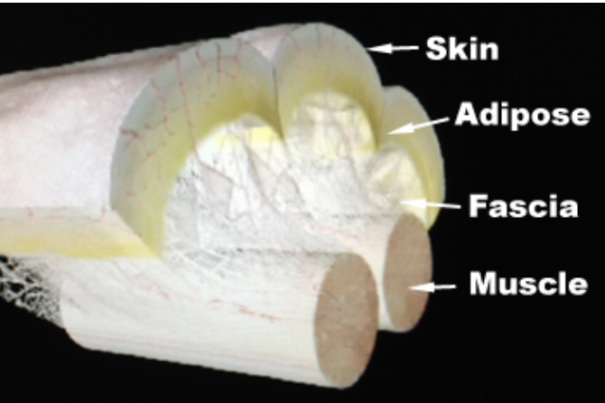 fascia image and muscle
