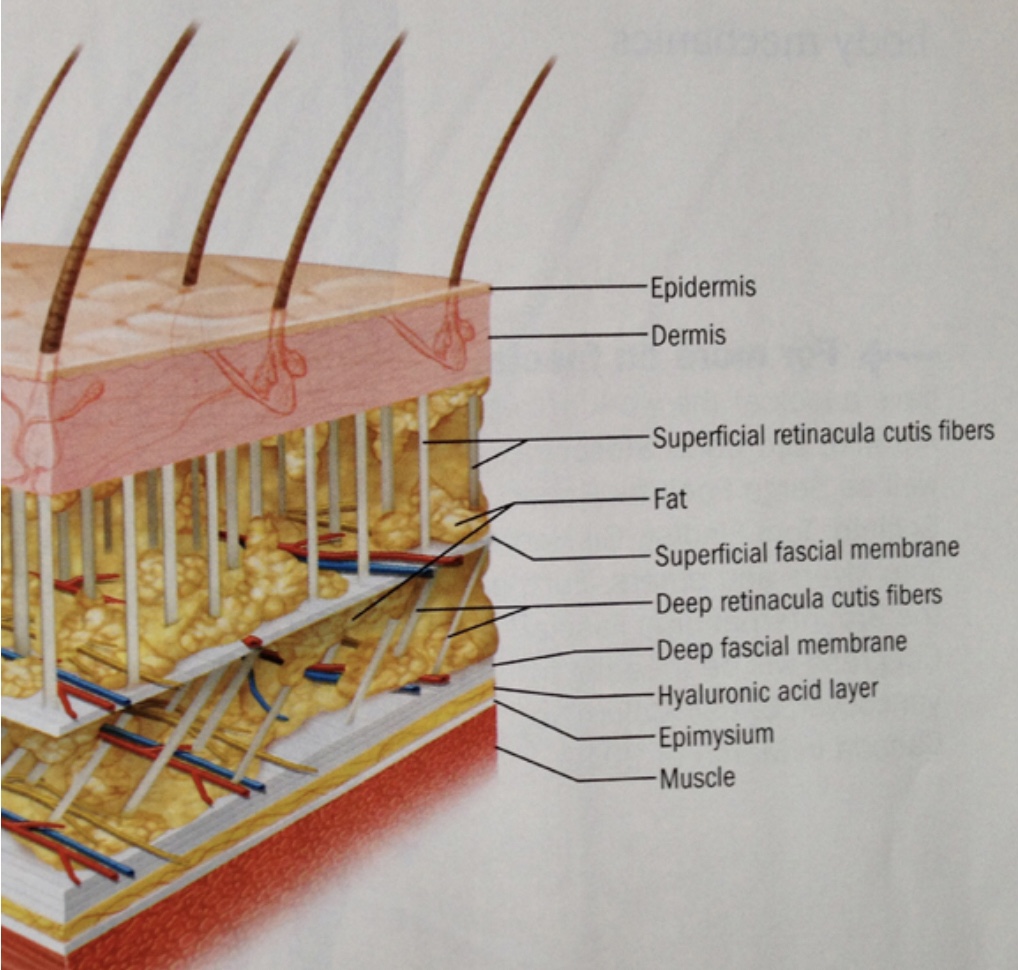 fascia skin layers 