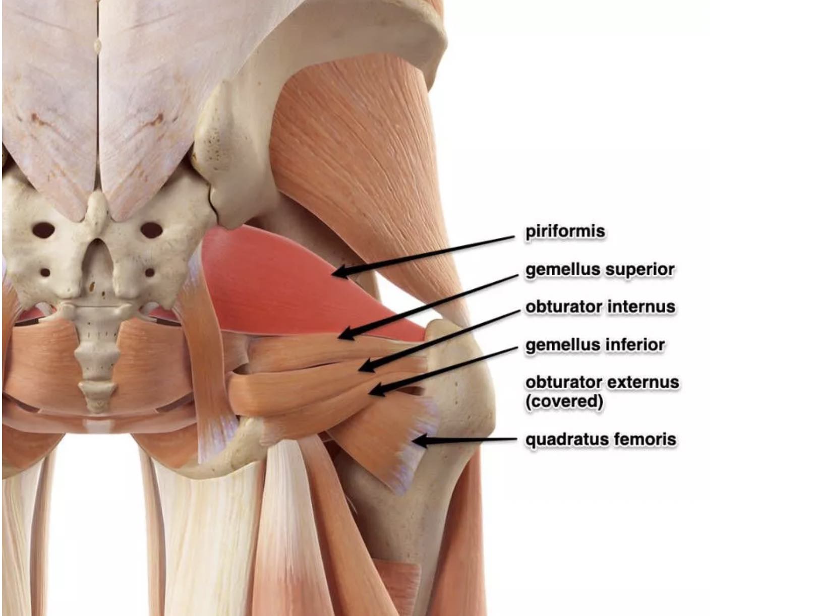 pelvic_small_muscles_stability-adelaide-osteopath-resilient-health-chiropractor-massage-osteopathy.jpg