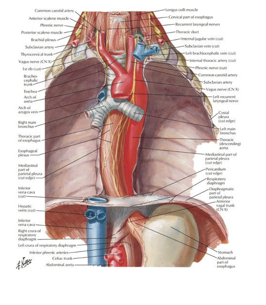 venacava and diaphragm